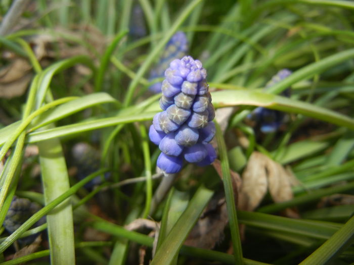 Muscari armeniacum (2016, March 18)