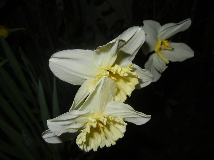 Narcissus Ice Follies (2016, March 18)