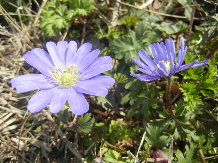 Anemone Blue Shades (2016, March 17)