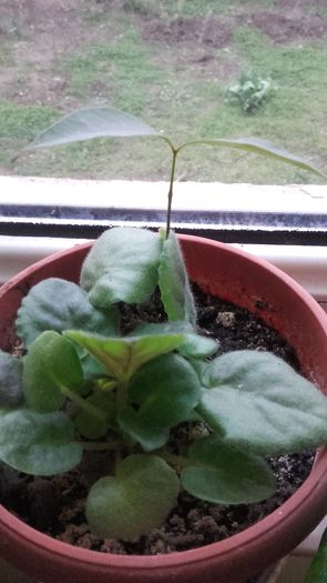 Colocatari Violeta si Lychee