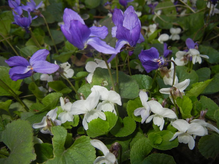 Sweet Violets_Toporasi (2016, March 18) - 03 Garden in March