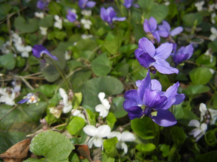 Sweet Violets_Toporasi (2016, March 18) - 03 Garden in March