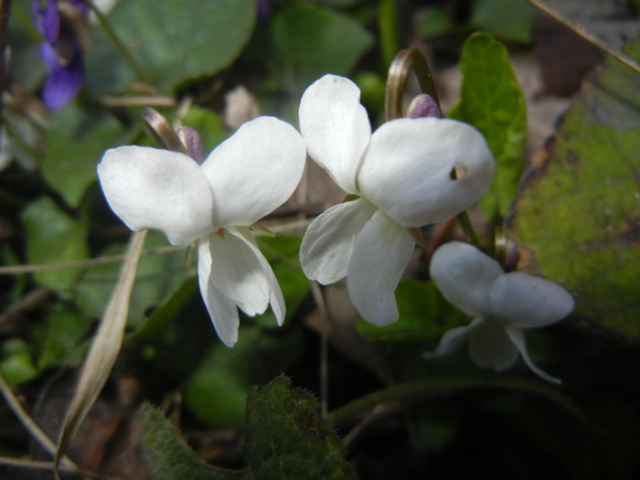 Sweet White Violet (2016, March 18)