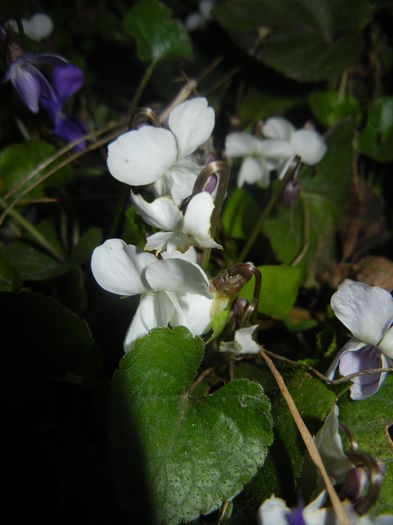 Sweet White Violet (2016, March 18)