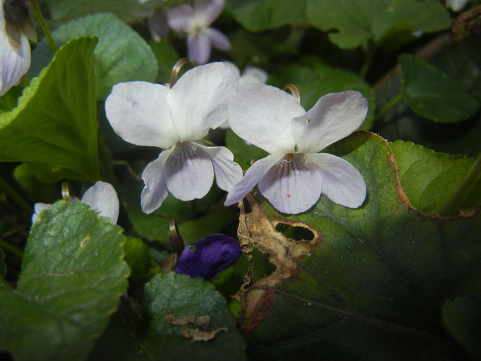 Sweet White Violet (2016, March 18)