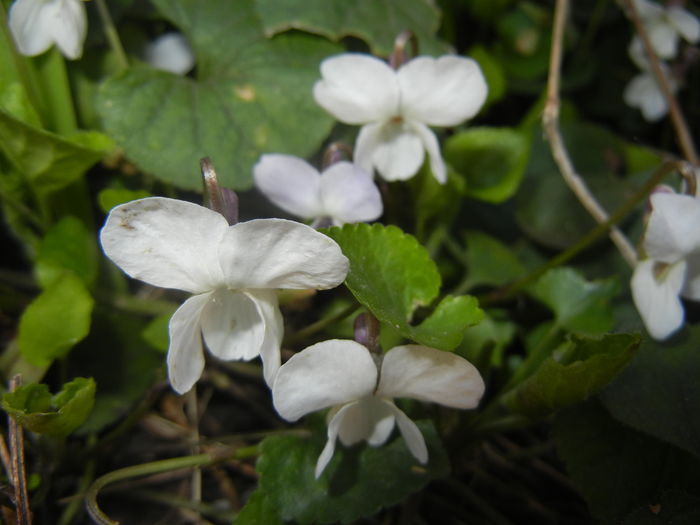 Sweet White Violet (2016, March 18)