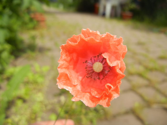 Red Poppy (2015, May 16) - MACI Poppy Papaver