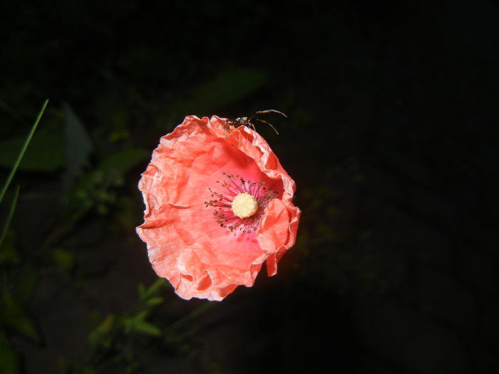 Red Poppy (2015, May 16)