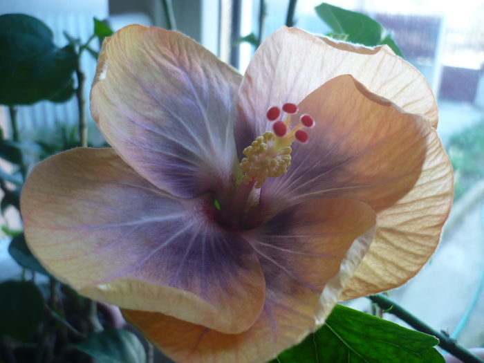 20.03.2016 - HIBISCUSI 2016-1