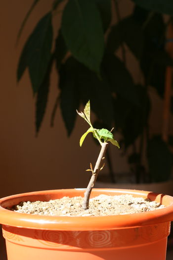 Primele cresteri; Planare in ghiveci, la loc insorit ... primele cresteri
