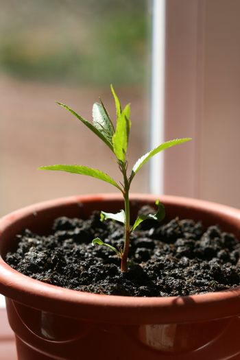 Piersic de Balc; Piersic de Balc, la inceputul germinarii samburele a fost transvazat in ghiveci, creste foarte rapid.
