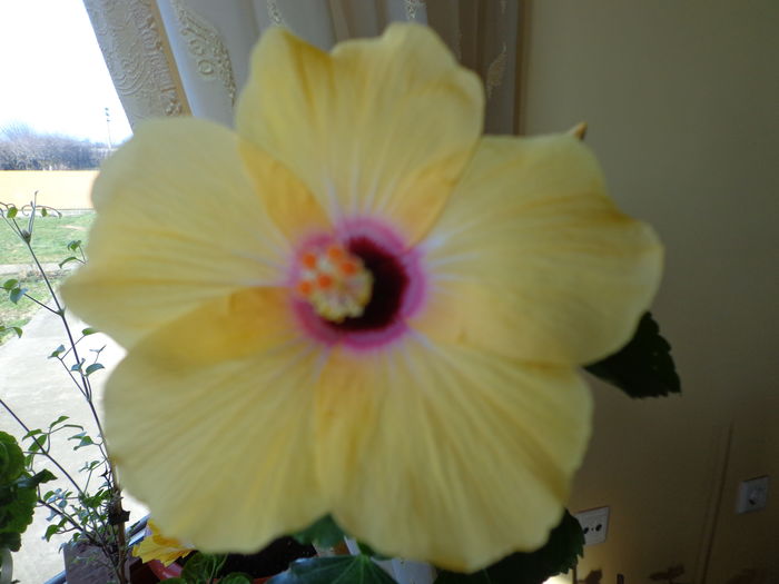 DSC02319 - A1-HIBISCUS 2016