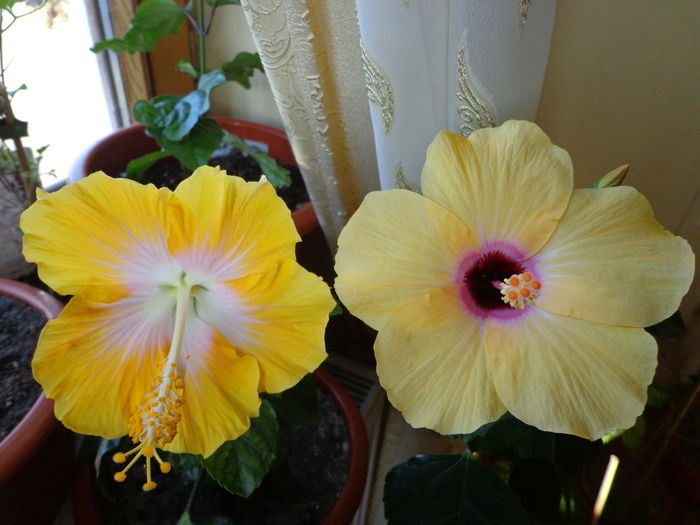 DSC02320 - A1-HIBISCUS 2016