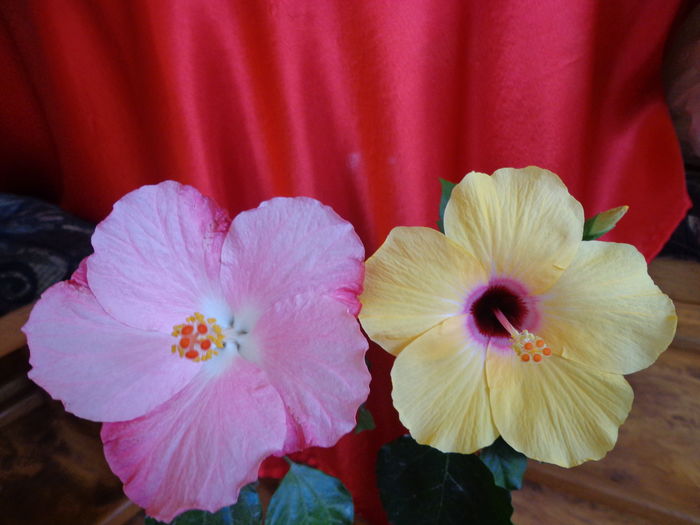 DSC02322 - A1-HIBISCUS 2016