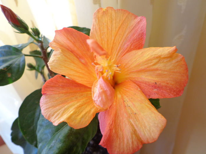 DSC02329 - A1-HIBISCUS 2016