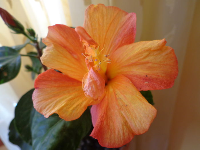 DSC02330 - A1-HIBISCUS 2016