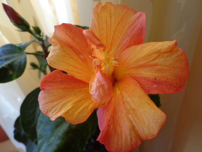 DSC02331 - A1-HIBISCUS 2016