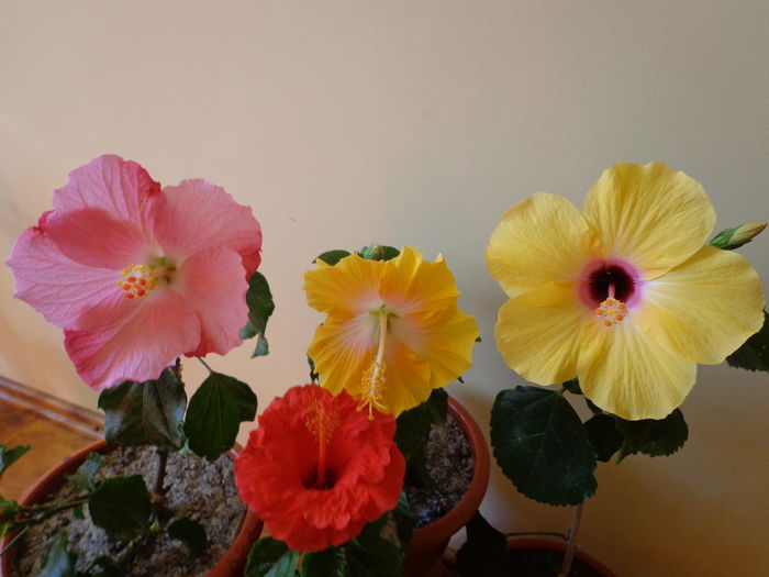 DSC02327 - A1-HIBISCUS 2016