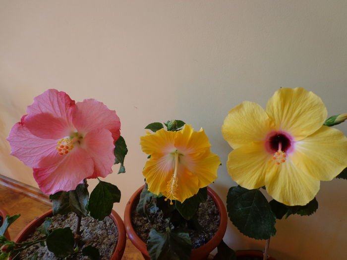DSC02326 - A1-HIBISCUS 2016
