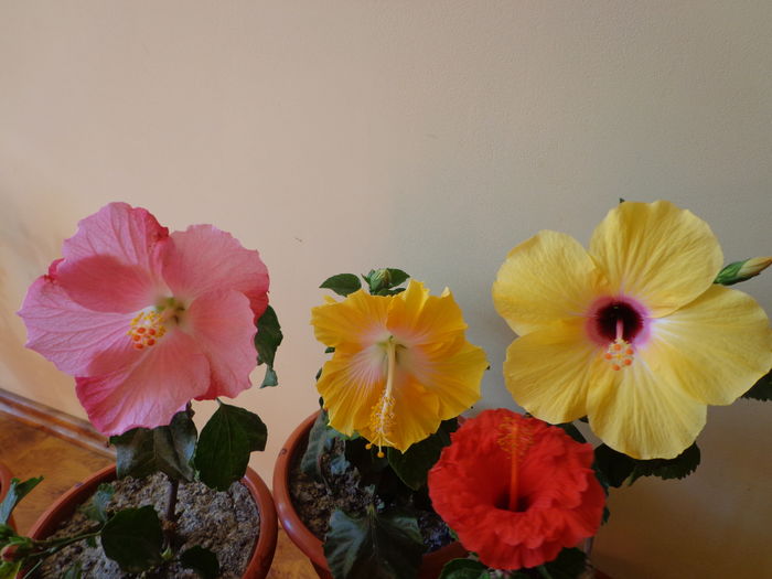 DSC02328 - A1-HIBISCUS 2016