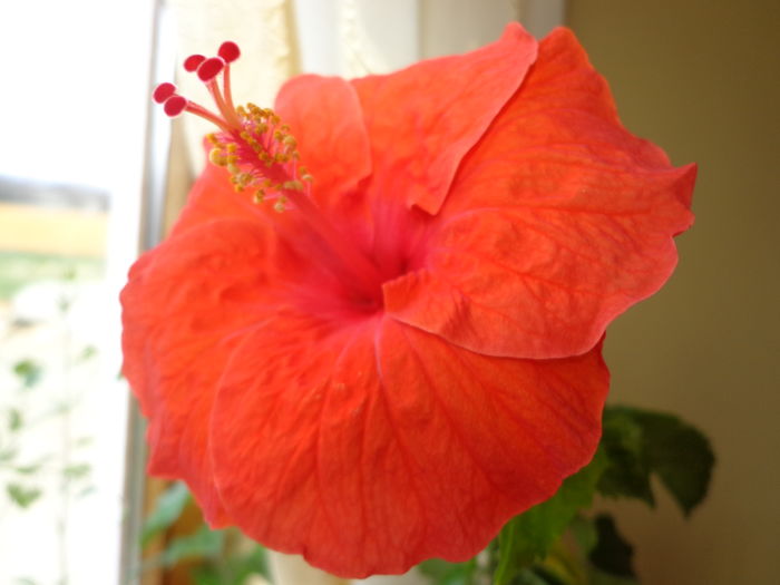DSC02349 - A1-HIBISCUS 2016