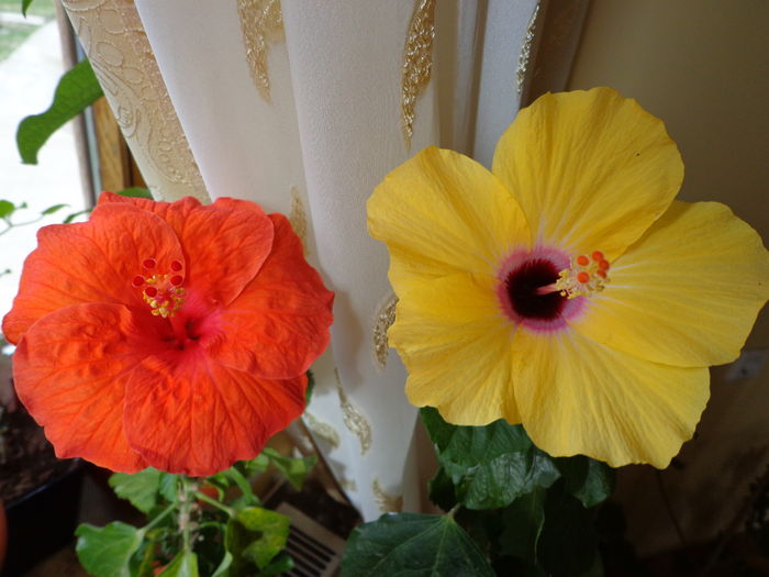 DSC02354 - A1-HIBISCUS 2016