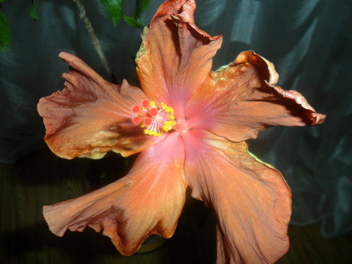 003