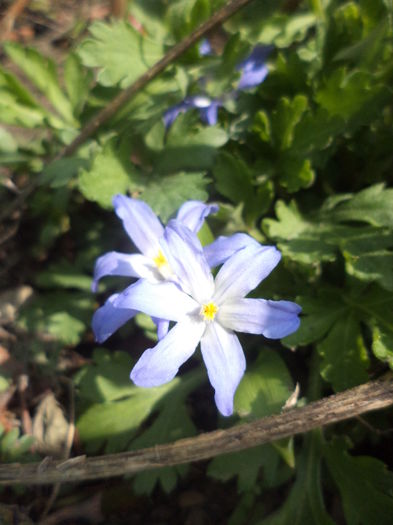 Chionodoxa forbesii - MARTIE 2016