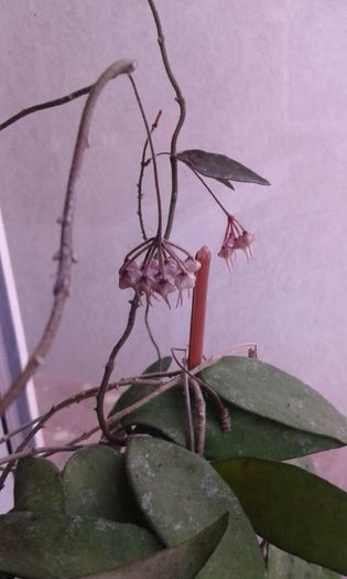 20160320_143950 - hoya flagelata