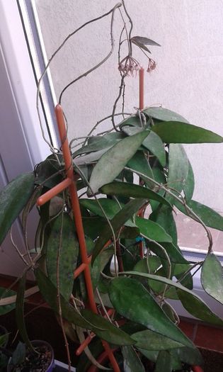 20160320_144037 - hoya flagelata