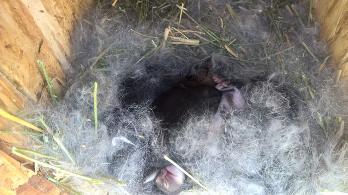 urias gri - 15.03.2016; au fost 6 au ramas 5
