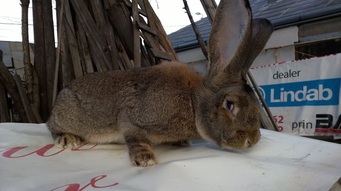 RO 177-04474- Daniel Ionesi; Tata
