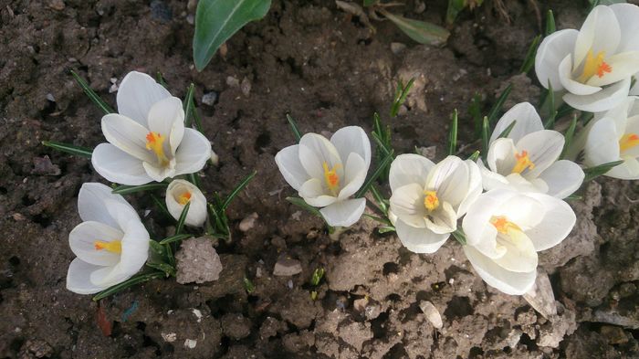  - 0 FLORI 2016 in gradina