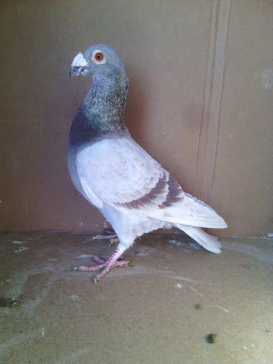 mascul 2015 - Porumbei vanduti