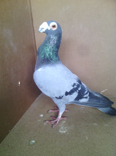 mascul 2013 - Porumbei vanduti