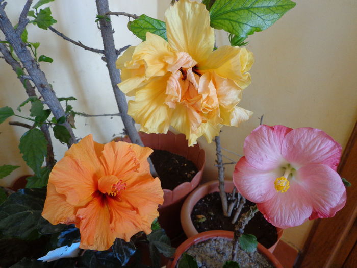 DSC02431 - A1-HIBISCUS 2016