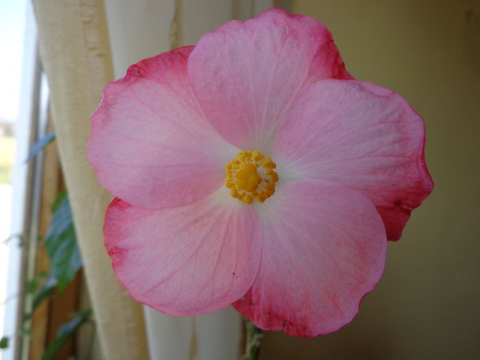 DSC02413 - A1-HIBISCUS 2016