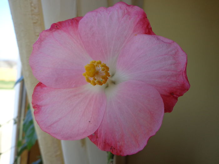 DSC02414 - A1-HIBISCUS 2016