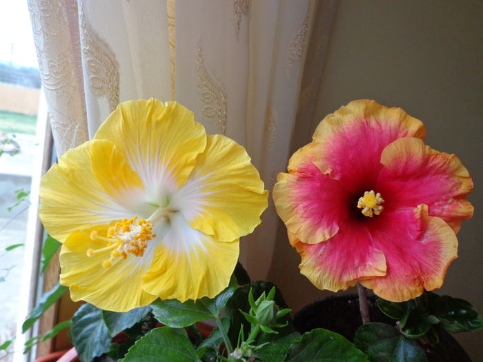 DSC02400 - A1-HIBISCUS 2016