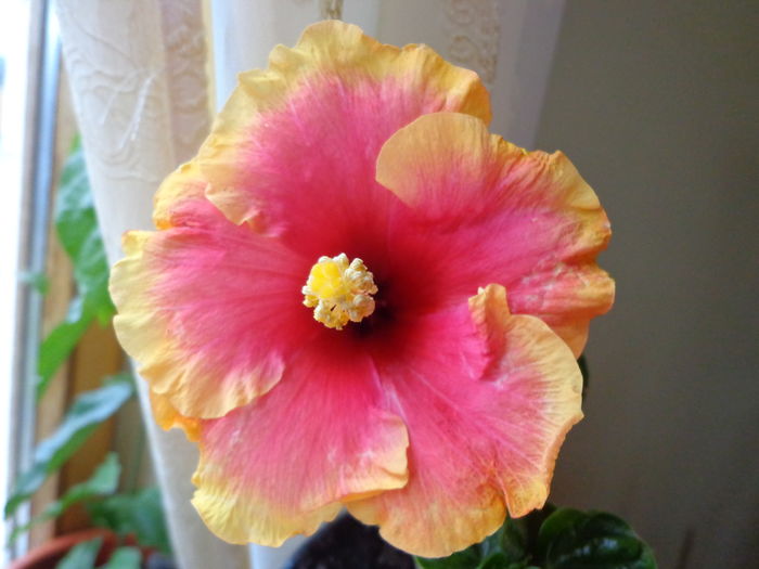 DSC02397 - A1-HIBISCUS 2016