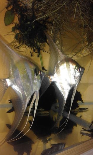 20160318_233643 - Altumi Orinoco