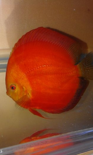 20160318_234023 - Golden sun merah