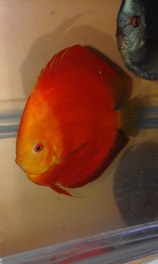 20160318_234028 - Golden sun merah