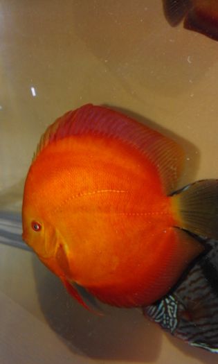 20160318_234139 - Golden sun merah
