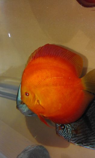 20160318_234143 - Golden sun merah