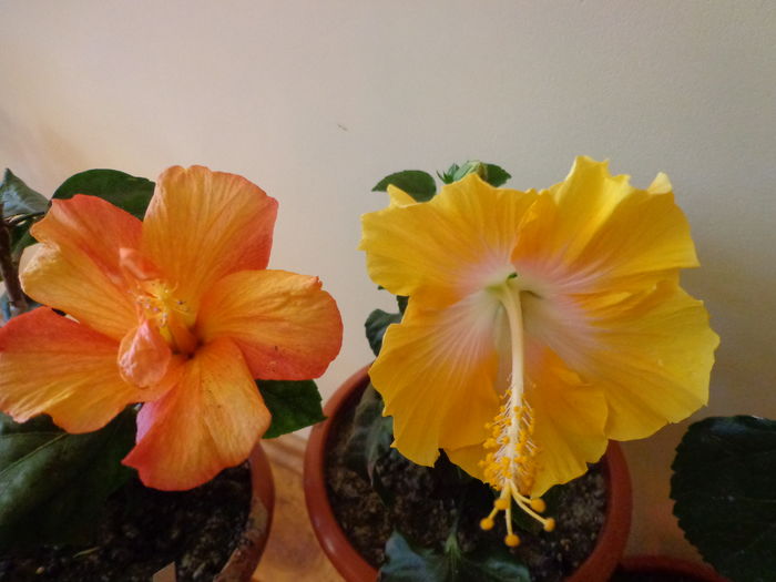 DSC02342 - A1-HIBISCUS 2016