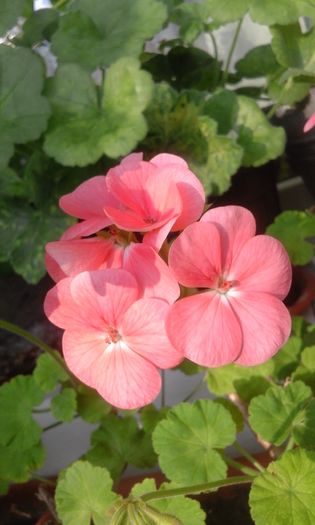 20160320_164802