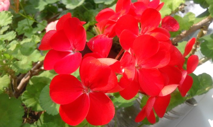 20160320_164832 - Flori 2016