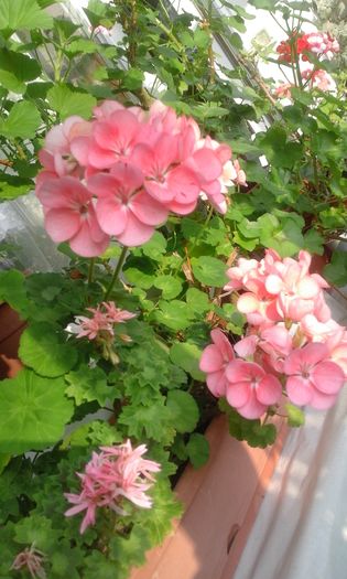 20160320_165050 - Flori 2016