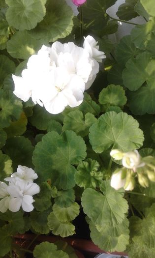 20160320_165241